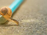 closeup photo of orange snail crawling down pencil on ground