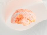 a close up of a human brain on a white surface
